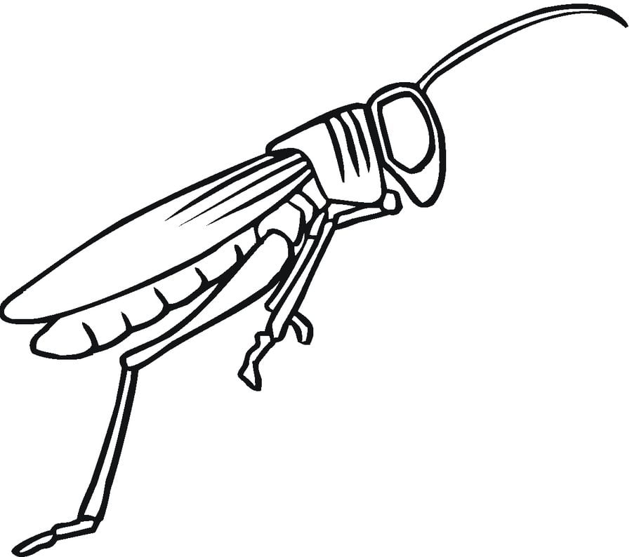 Konik Polny kolorowanki